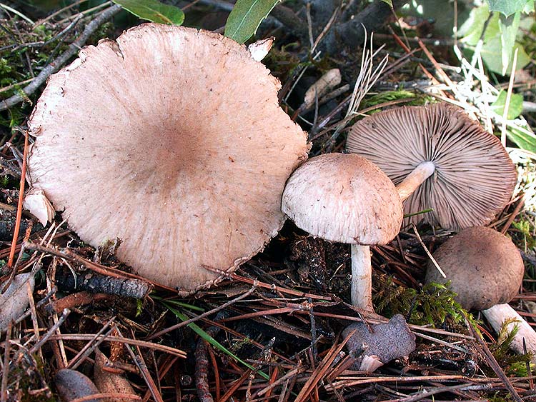 Psathyrella melanthina