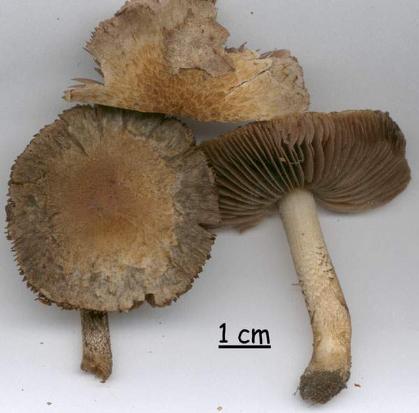 Psathyrella populina