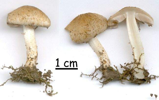 Psathyrella populina