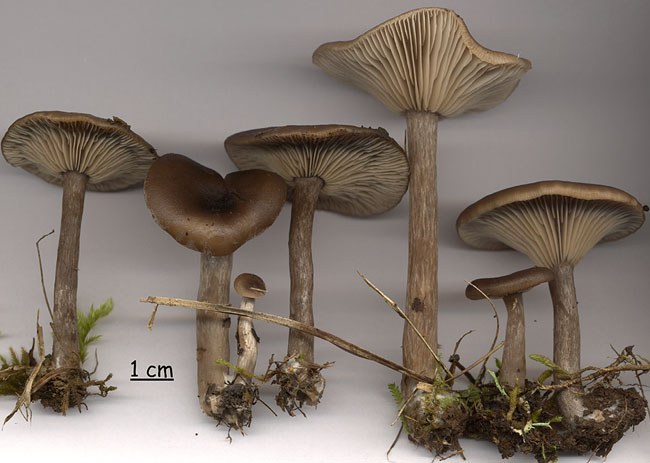 Pseudoclitocybe cyathiformis