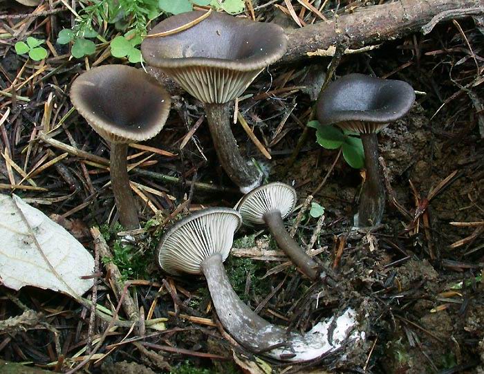 Pseudoclitocybe cyathiformis