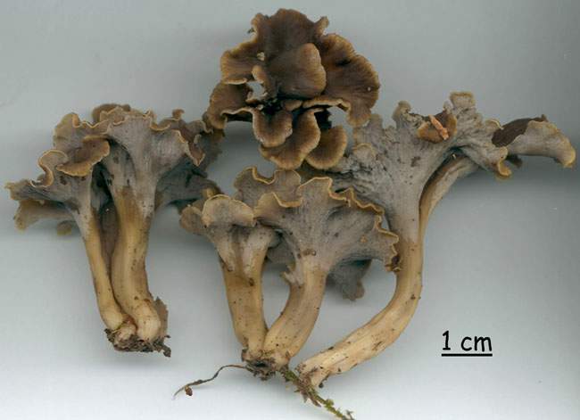 Pseudocraterellus sinuosus