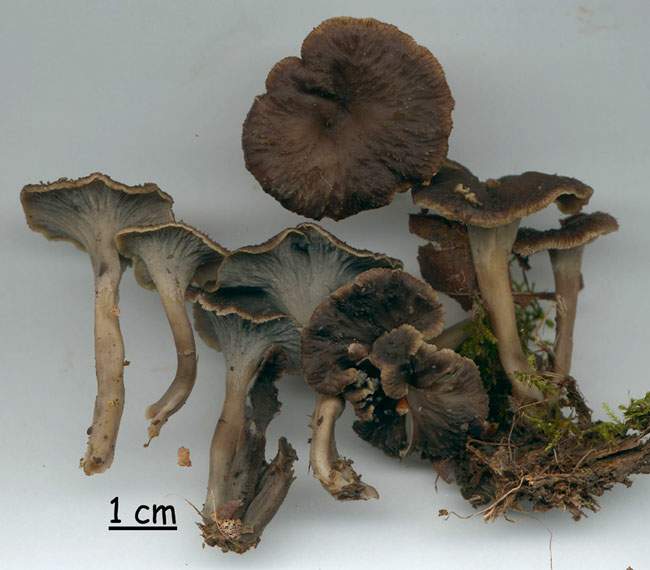 Pseudocraterellus sinuosus fo ?