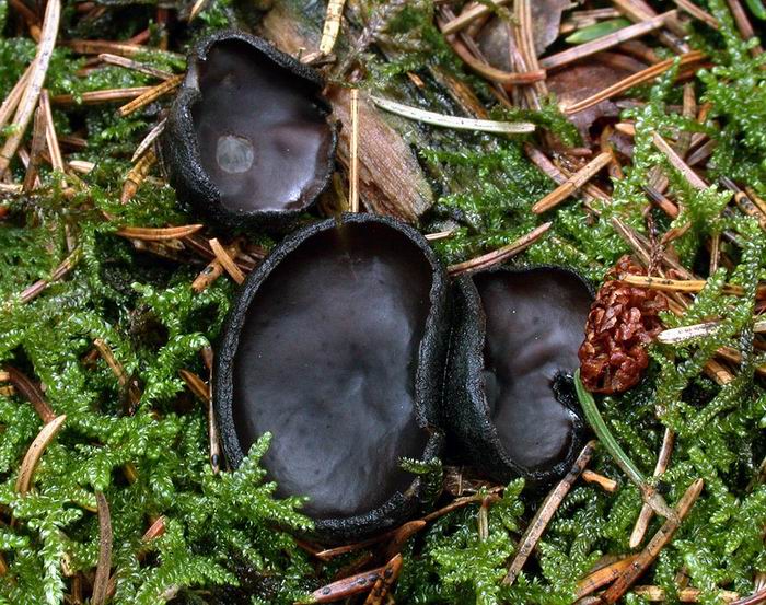 Pseudoplectania nigrella