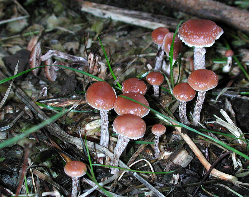 Psilocybe crobula