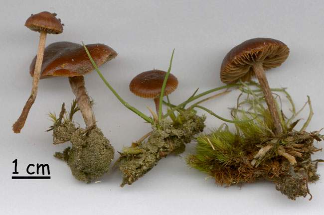 Psilocybe montana