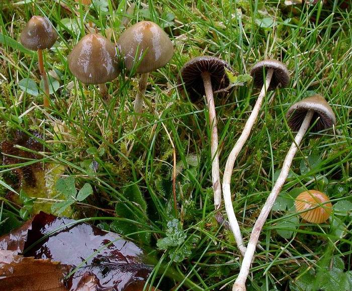 Psilocybe semilanceata