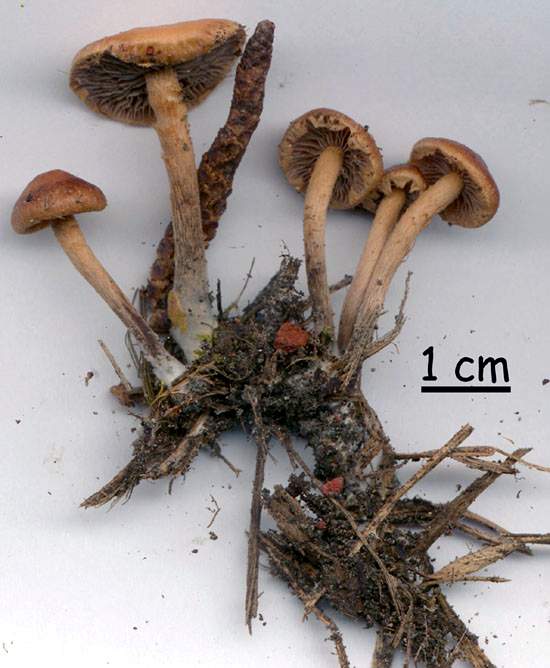 Psilocybe subviscida