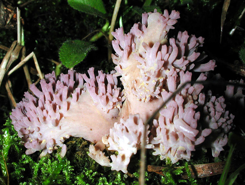 Ramaria fennica