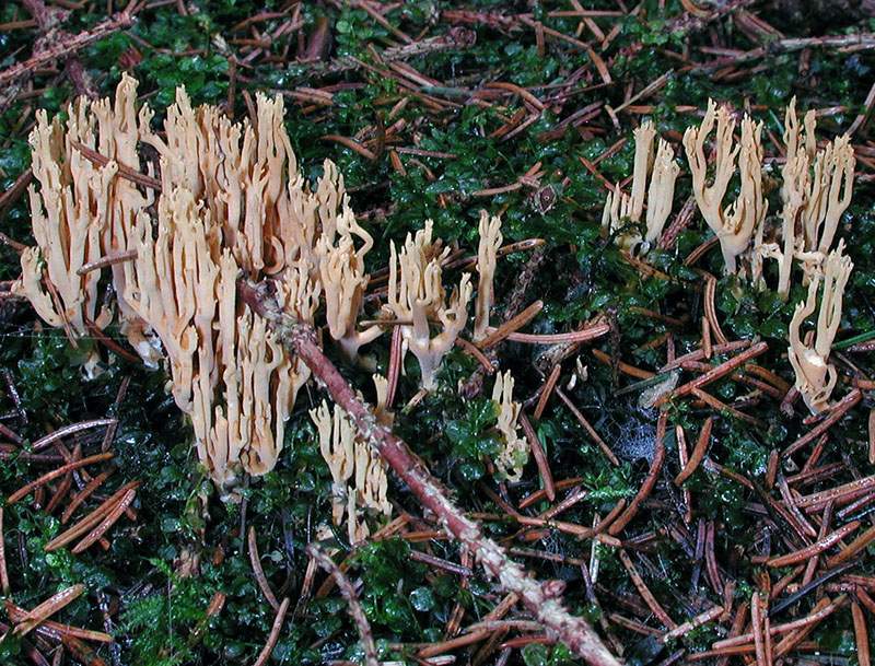 Ramaria flaccida