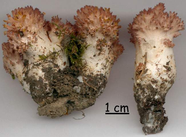 Ramaria botrytis