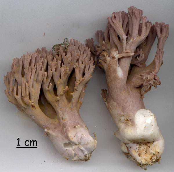 Ramaria fennica v fumigata