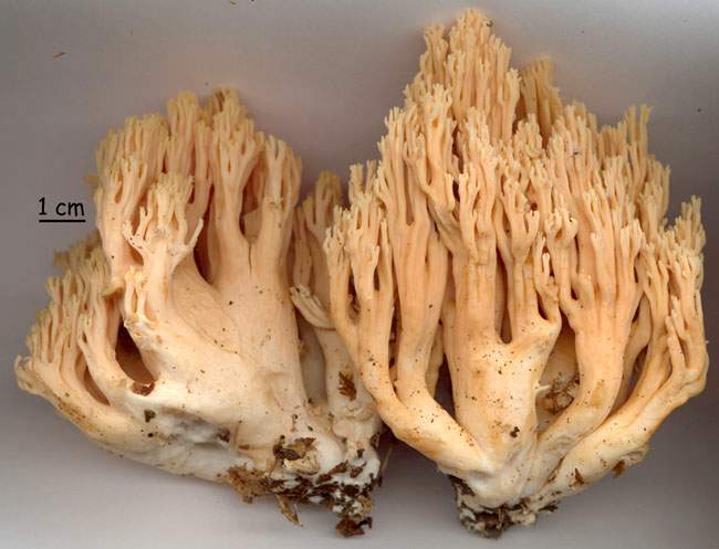 Ramaria formosa