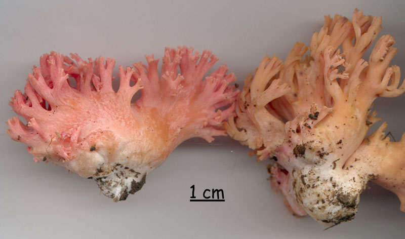 Ramaria subbotrytis