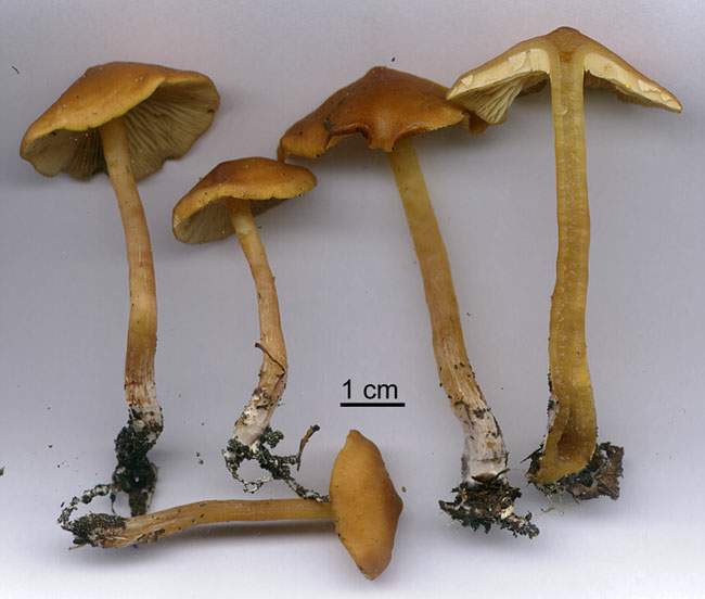 Rhodocybe nitellina