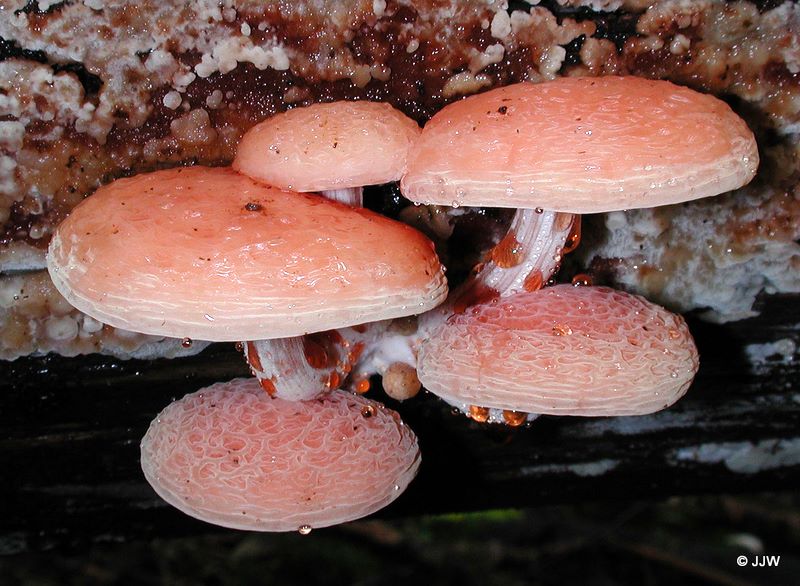 Rhodotus palmatus