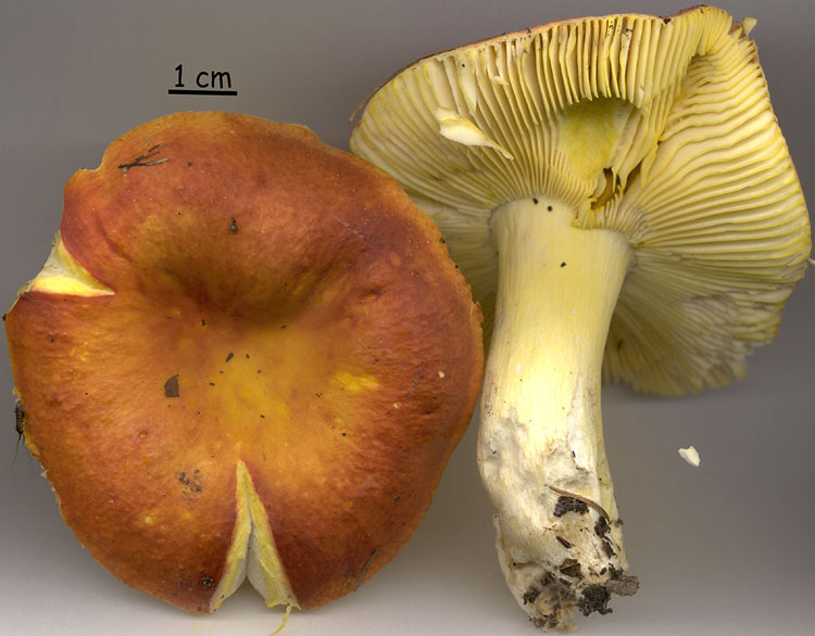 Russula aurea