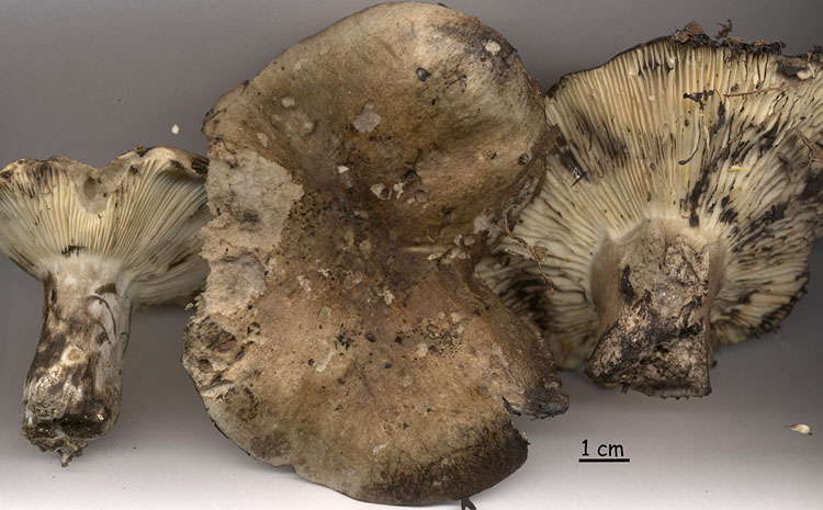 Russula albonigra