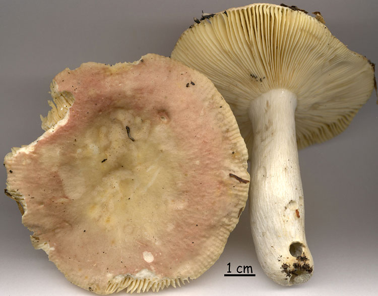 Russula veternosa