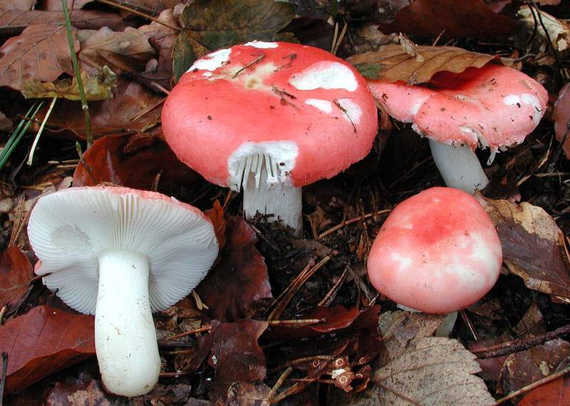 Russula fageticola