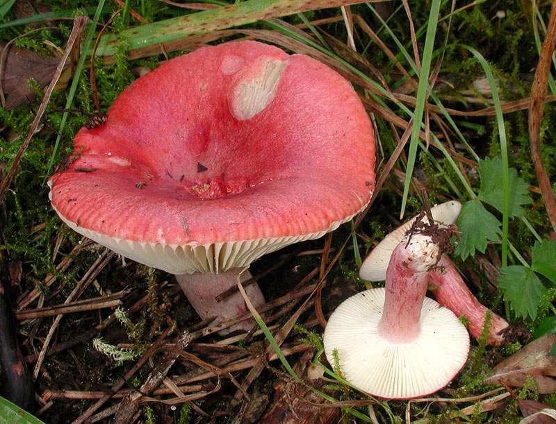 Russula sanguinaria