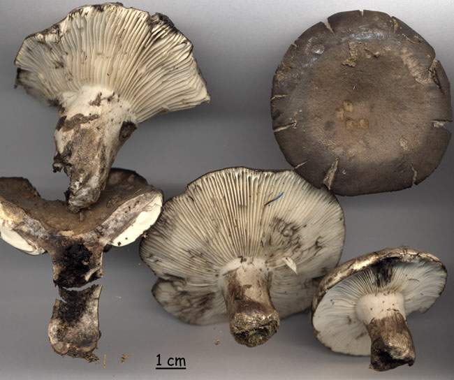 Russula albonigra