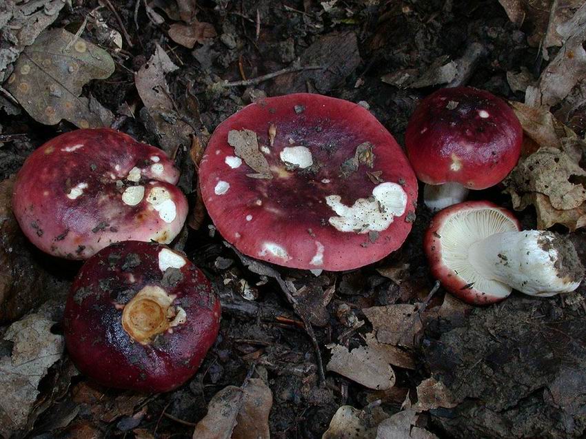 Russula atropurpurea