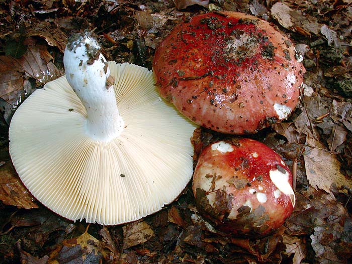 Russula cerasina