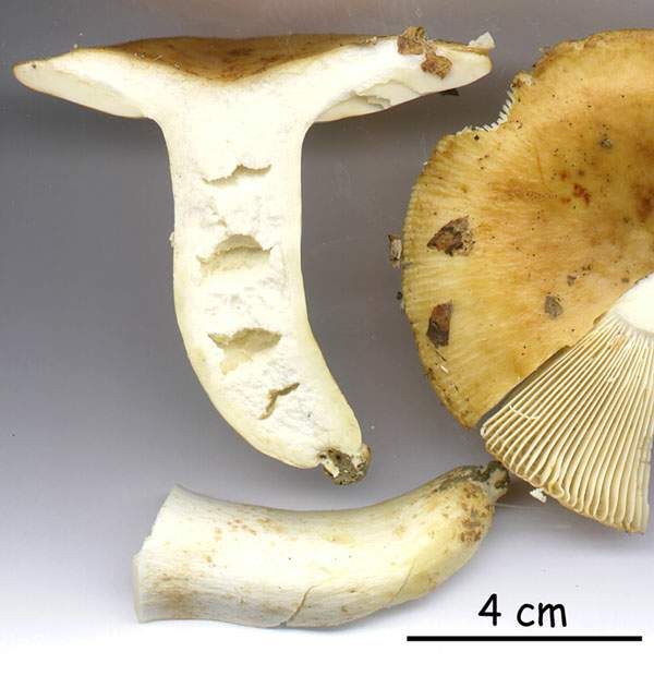 Russula fragrantissima