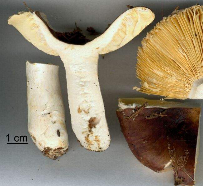 Russula integra