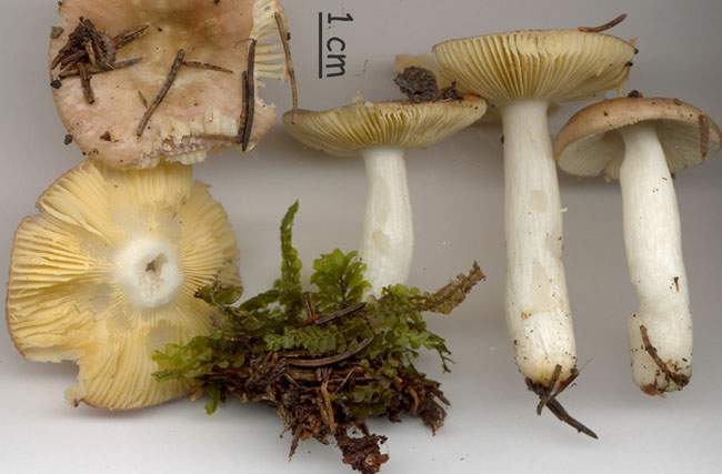 Russula nauseosa