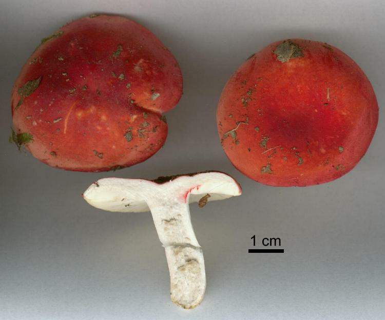 Russula rubra