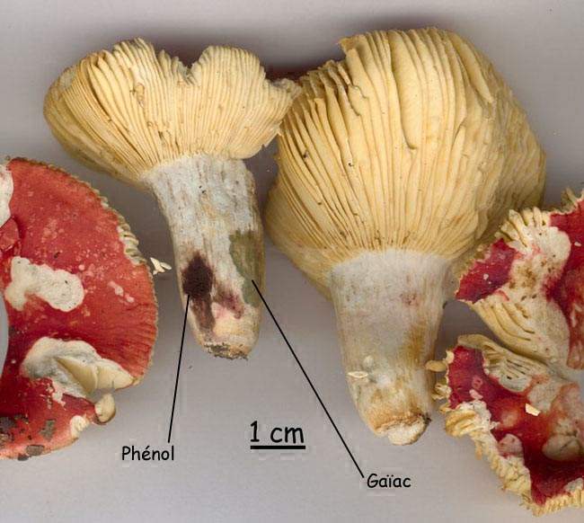 Russula tinctipes