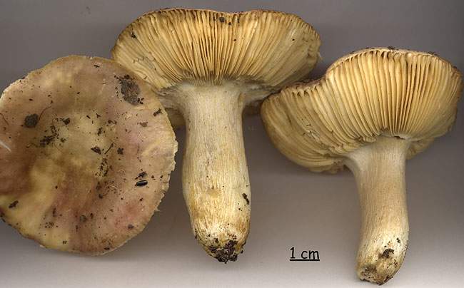 Russula decipiens