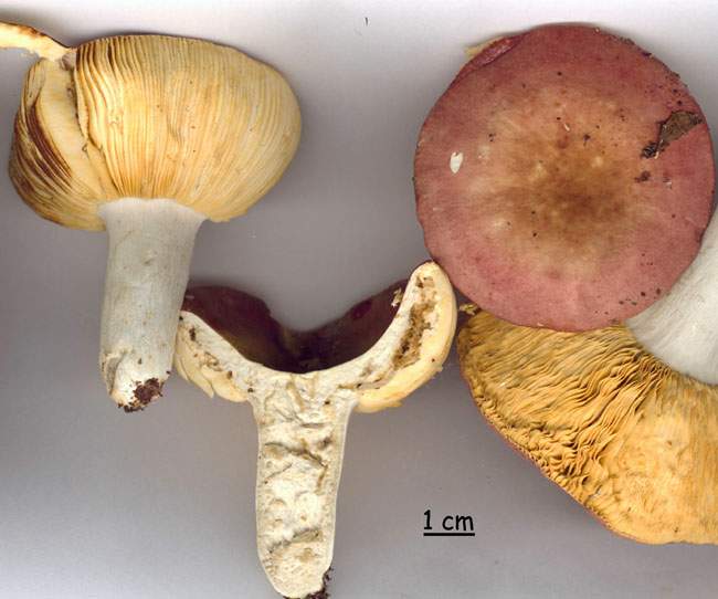 Russula decipiens