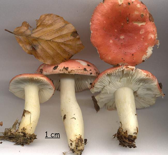 Russula fageticola