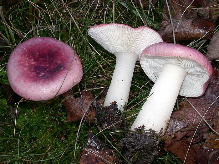 Russula fragilis