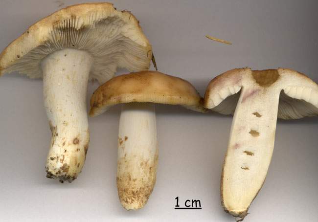 Russula fragrantissima