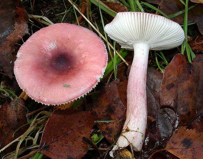 Russula gracillima