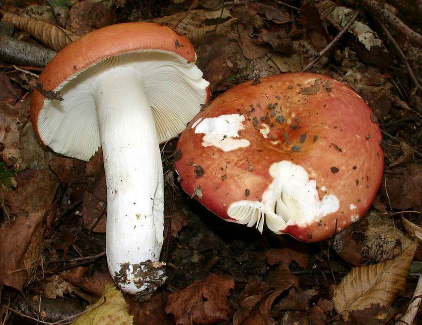 Russula lundellii