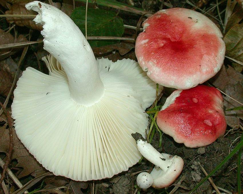 Russula luteotacta