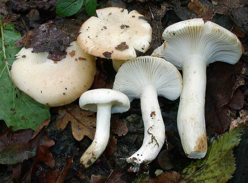 Russula luteotacta fo blanche