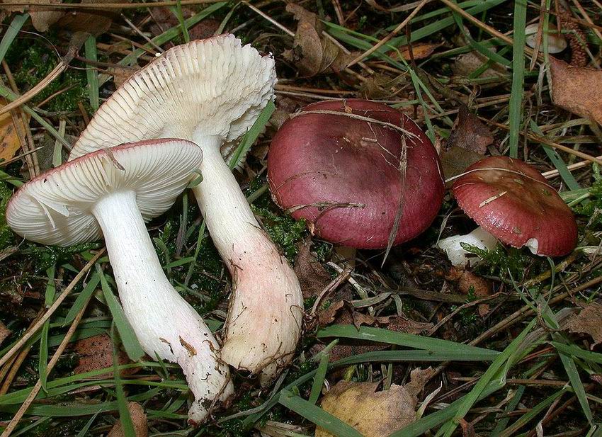 Russula nitida