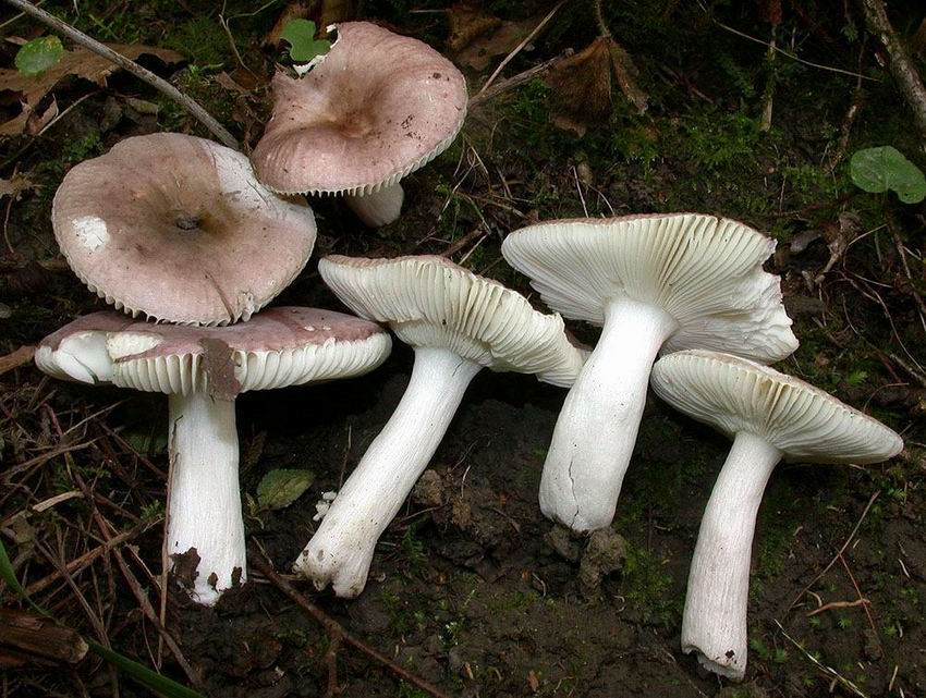 Russula pelargonia