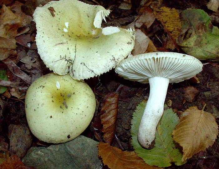 Russula pelargonia v citrinovirens