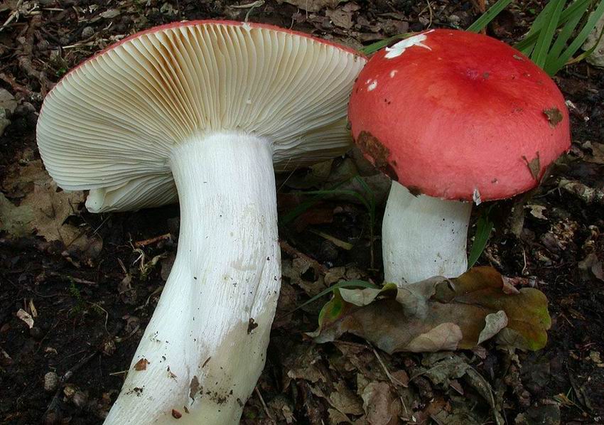 Russula pseudointegra