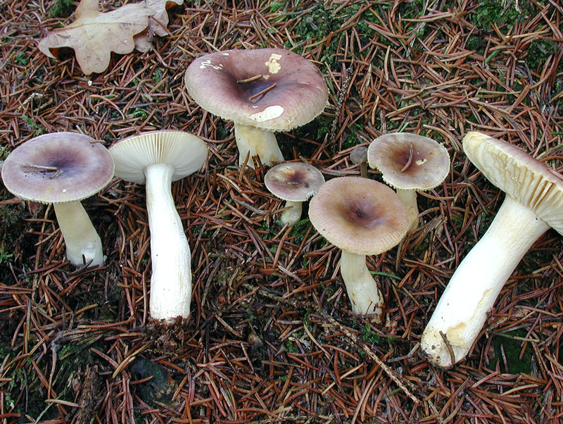 Russula puellaris