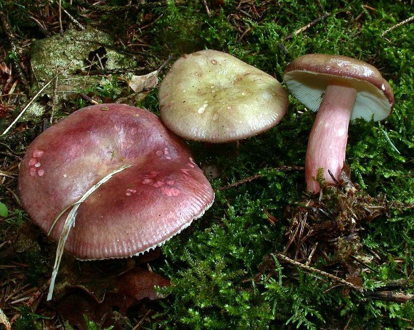 Russula queletii