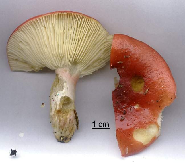 Lactarius flexuosus