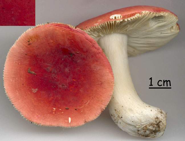 Russula rubra